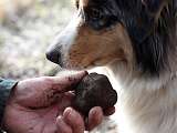 Chasse à la truffe_L'Isle-sur-la-Sorgue