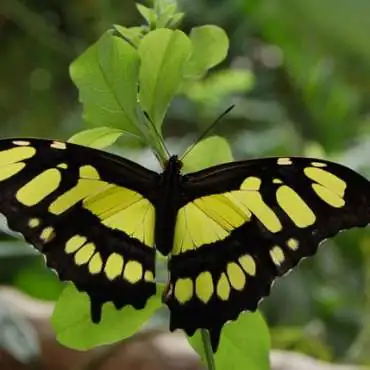 Le Carbet Amazonien - EN