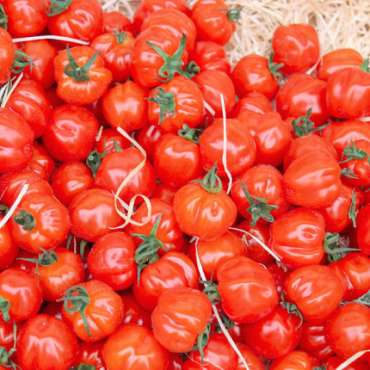 Marché du Thor - EN