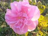 Le Jardin de Nathalie_Saumane-de-Vaucluse