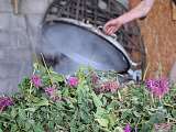 Aroma plantes