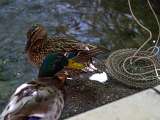panierdescehfs-canards.jpg