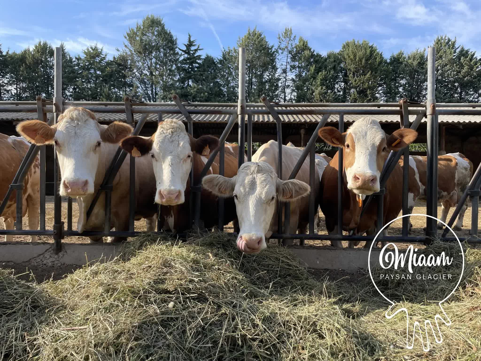 Four cows lined up behind a fence, eating hay, illustrating the local livestock that produced the milk for Miaam ice cream.