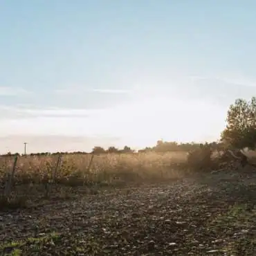 Grenache cottage