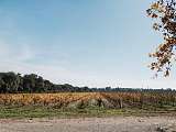 Vignes
