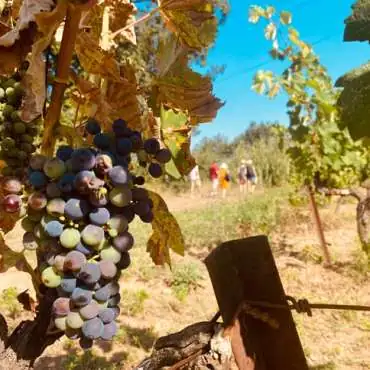 Nature & Fantasy (s) - Wine tour in a wine estate