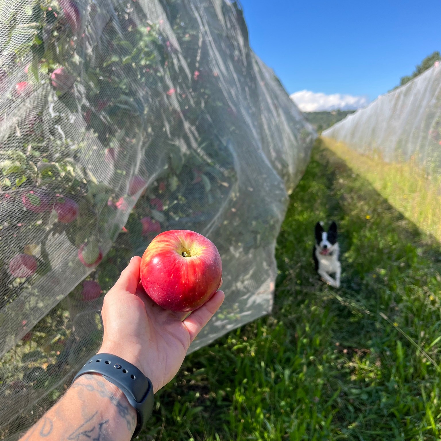 Pomme from the Bonpas orchards