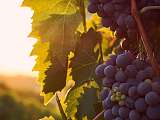 Séjours dans des vignobles d’exception à L'Orélianne