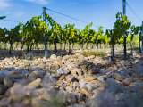 sunsetvigneron-chateauneufdegadagne-JULIENABELLAN8.jpg_compressed.JPEG