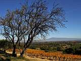 Vignoble