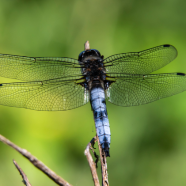 Balade et découverte naturaliste - EN