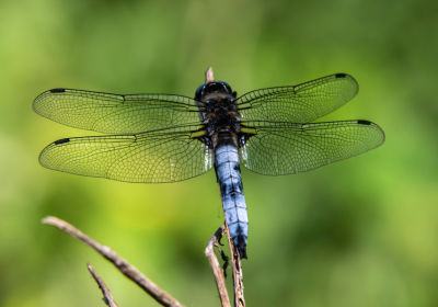 Balade et découverte naturaliste - EN