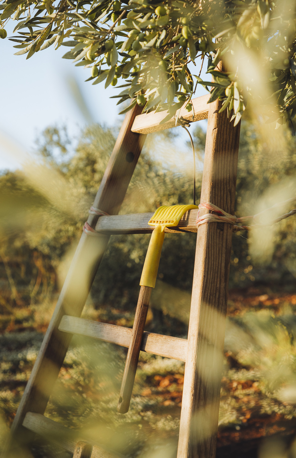 We see a wooden ladder placed under an olive tree, in a field bathed in sunlight. Branches full of small green olives surround the image and create an enveloping sense of nature. A yellow tool for harvesting olives is hung on the scale. The light is warm, soft, almost golden, just like in the late afternoon. The atmosphere evokes calm, manual work and the Provençal countryside.