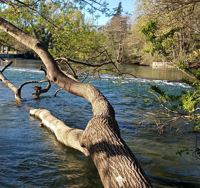 We see a river with transparent and slightly turquoise waters, probably the Sorgue. In the foreground, a large leaning tree crosses the image diagonally. Its thick trunk lies above the water and some branches almost plunge into the current. Sunlight shines on the tree