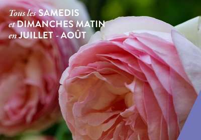 Les matinales de l'été au musée ! (Musée Pétrarque) - EN
