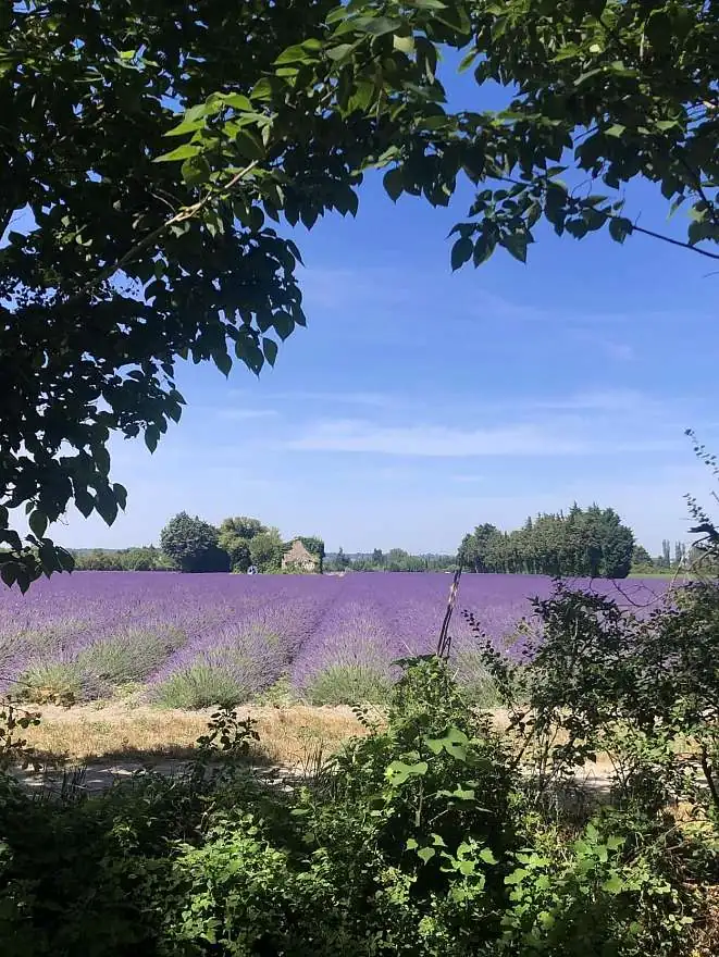 Lavender fields in Provence