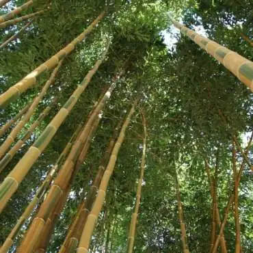 Bamboos in Provence