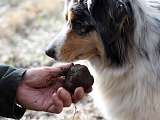 la cigale et la truffe