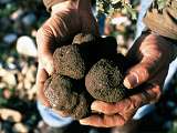 la cigale et la truffe