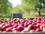 pommes