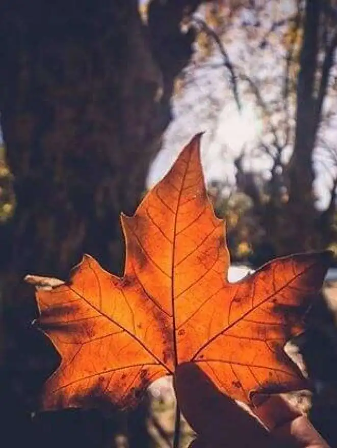 Top 15 free activities to do this fall in L'Isle sur la Sorgue Tourism