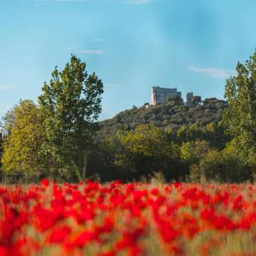 Where can you photograph the fields of poppies?