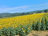 Champ de tournesols